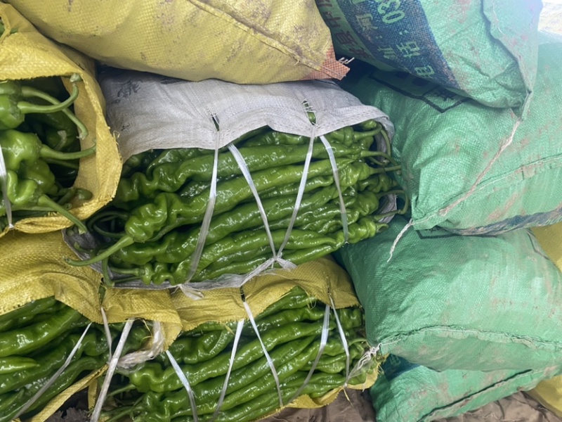 安阳螺丝椒线椒菜椒全国共货可对接电商商超等，诚信经营