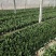 山东潍坊精品菠菜产地现割货源稳定可视频看货欢迎咨询