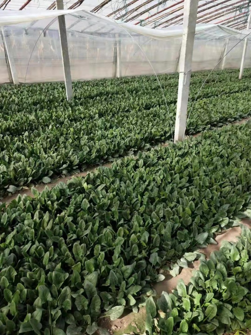 山东潍坊精品菠菜产地现割货源稳定可视频看货欢迎咨询