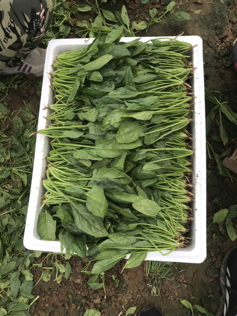 山东潍坊精品菠菜产地现割货源稳定可视频看货欢迎咨询