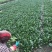山东潍坊精品菠菜产地现割货源稳定可视频看货欢迎咨询