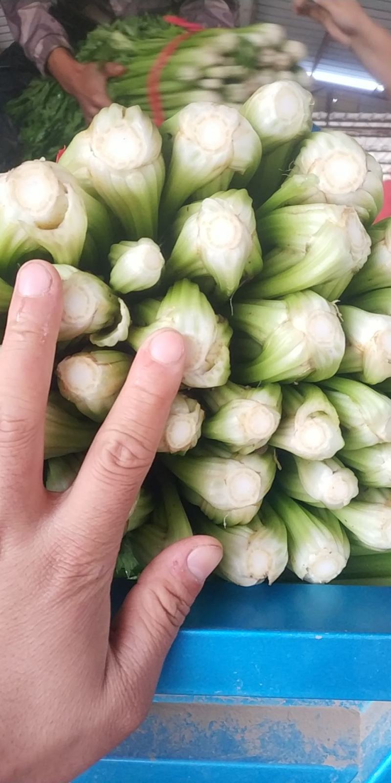 西芹，玻璃翠西芹，精品西芹，皇后西芹，绿杆西芹