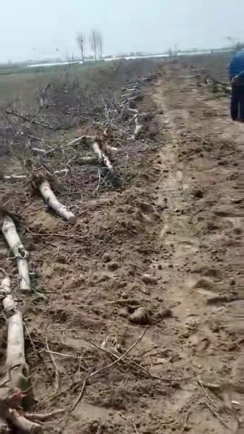 果树各种各样的大小果树占地树，量大优惠可以随时看货，期待