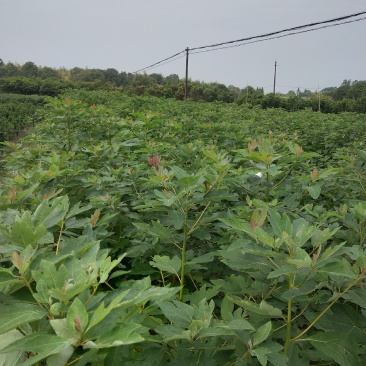0.4到0.8公分一年生檫木小苗精品檫木