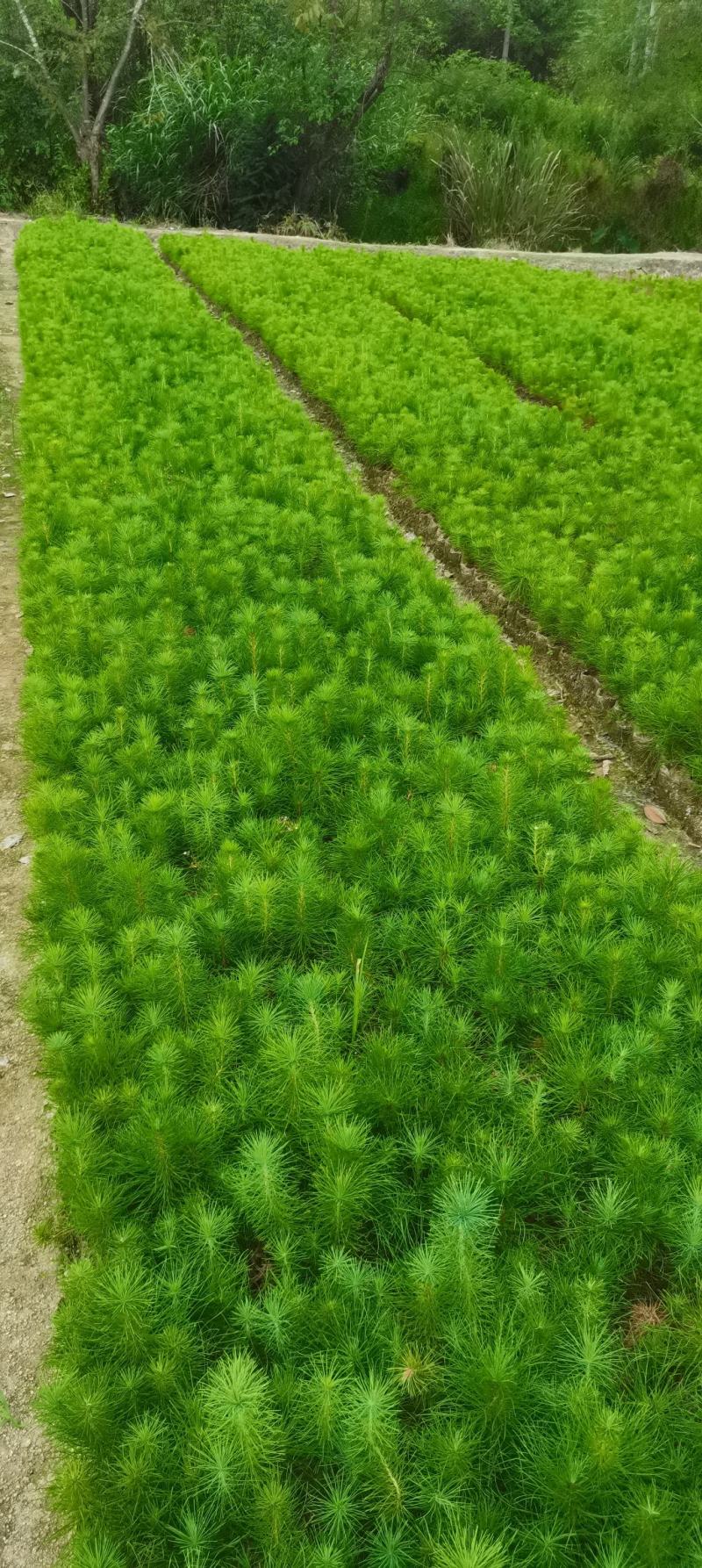 一年生马尾松杯苗，8*8小杯马尾松，成活率高，优质田苗