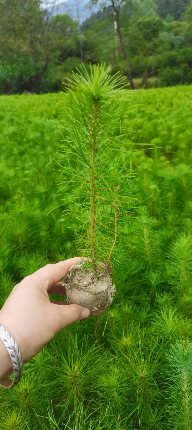 一年生马尾松杯苗，8*8小杯马尾松，成活率高，优质田苗