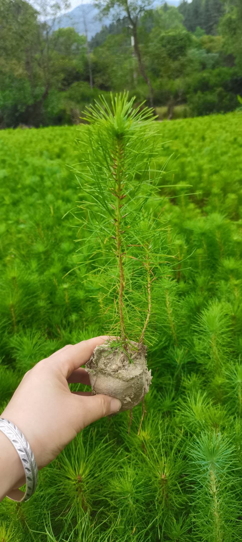 一年生马尾松杯苗，8*8小杯马尾松，成活率高，优质田苗