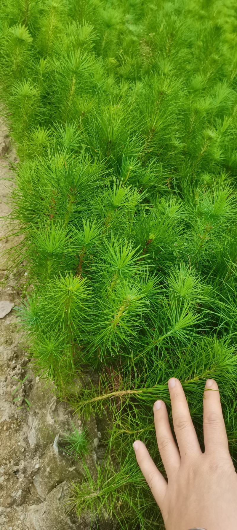 一年生马尾松杯苗，8*8小杯马尾松，成活率高，优质田苗