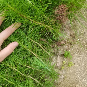 一年生马尾松杯苗，8*8小杯马尾松，成活率高，优质田苗