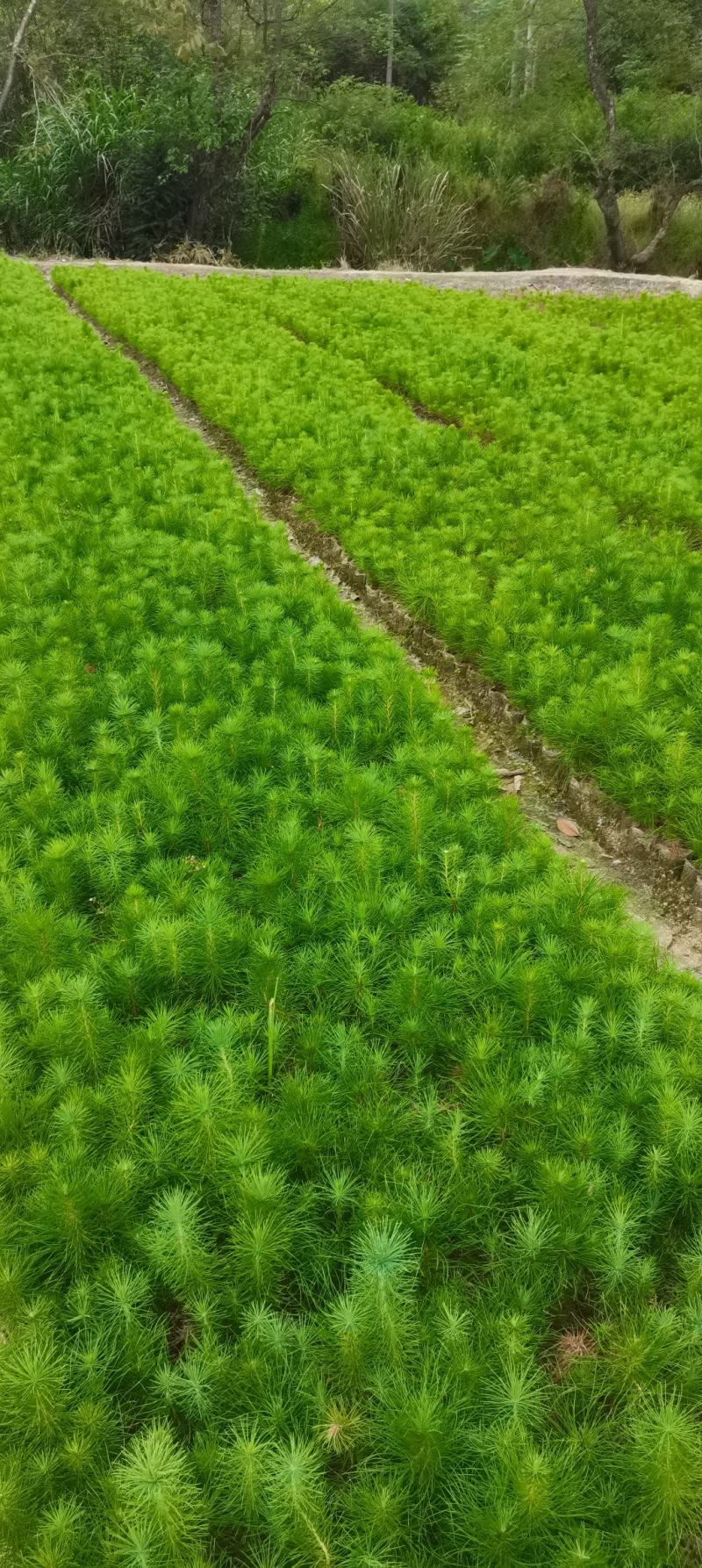一年生马尾松杯苗，8*8小杯马尾松，成活率高，优质田苗