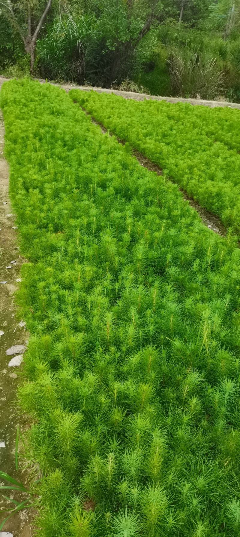 一年生马尾松杯苗，8*8小杯马尾松，成活率高，优质田苗