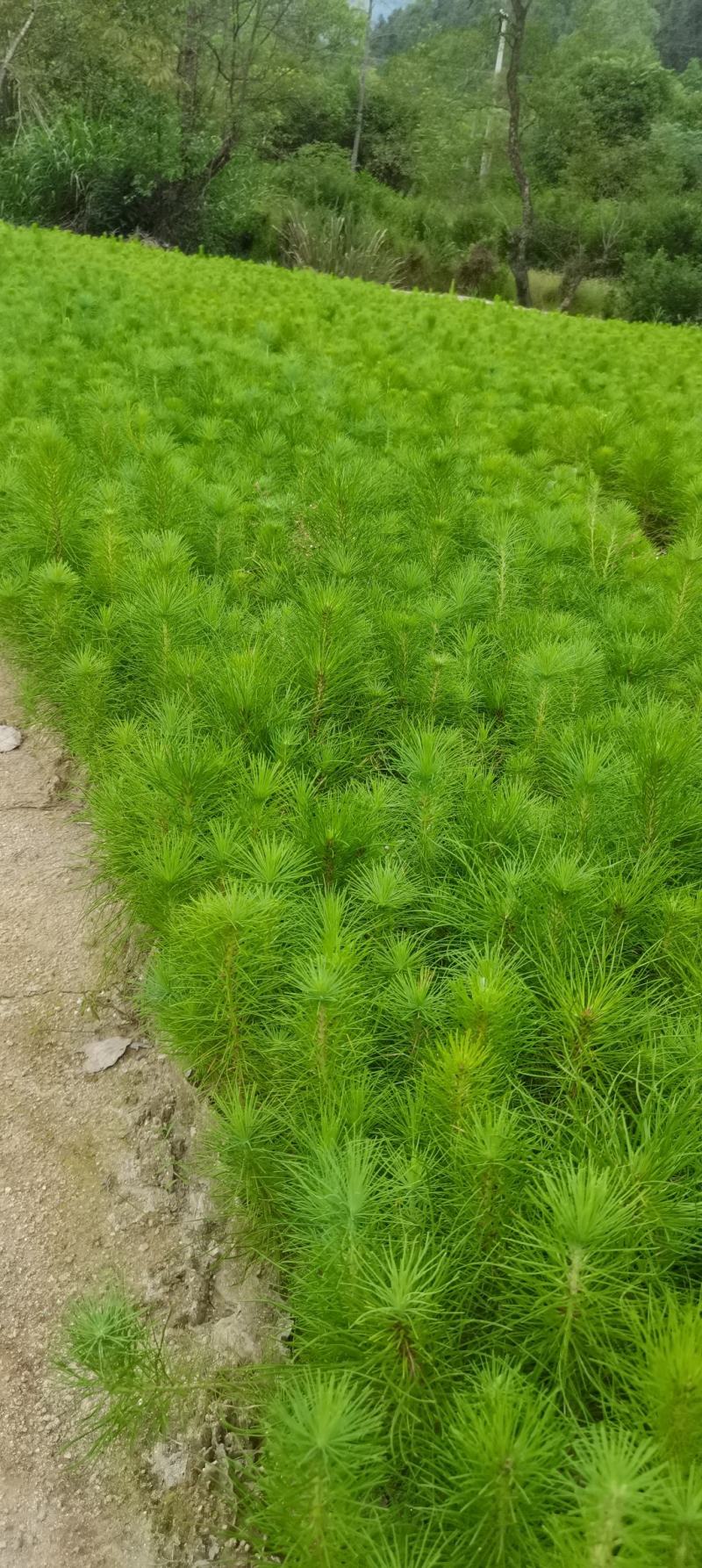 一年生马尾松杯苗，8*8小杯马尾松，成活率高，优质田苗