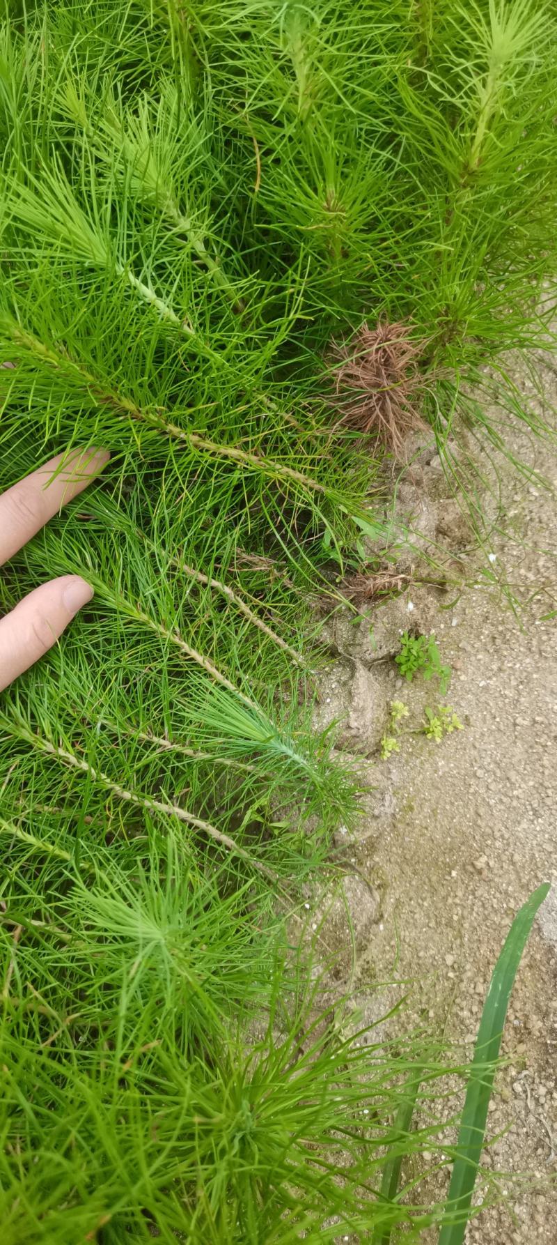 一年生马尾松杯苗，8*8小杯马尾松，成活率高，优质田苗