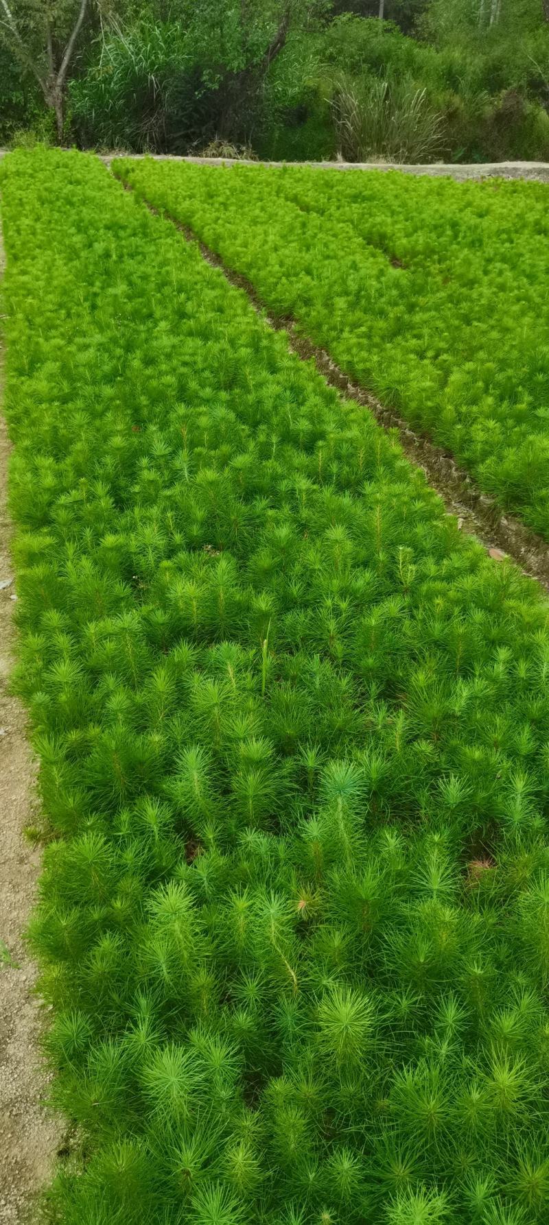 一年生马尾松杯苗，8*8小杯马尾松，成活率高，优质田苗