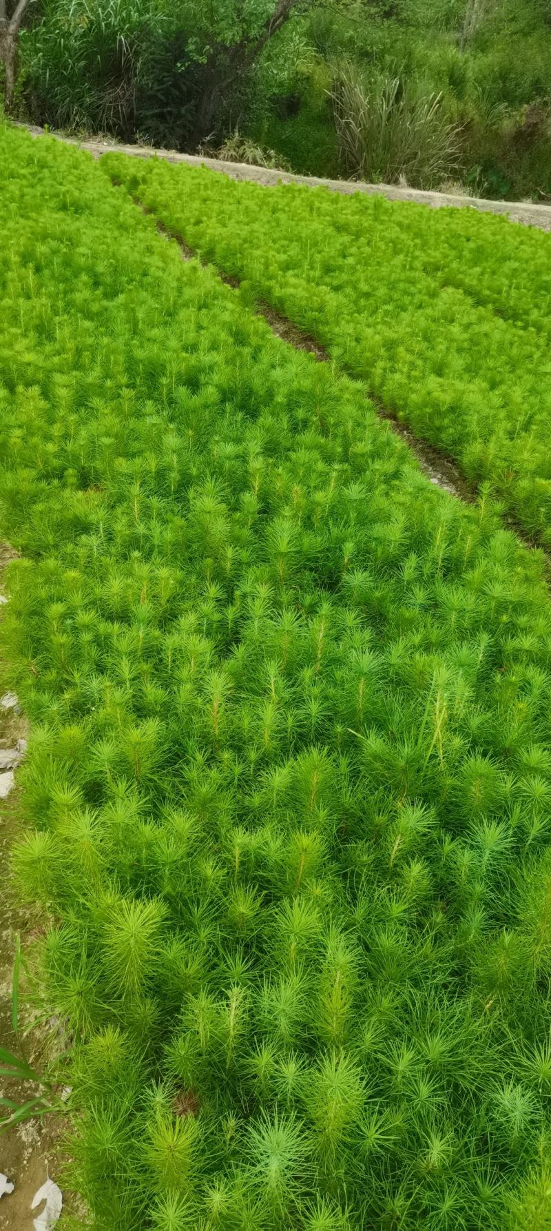 一年生马尾松杯苗，8*8小杯马尾松，成活率高，优质田苗