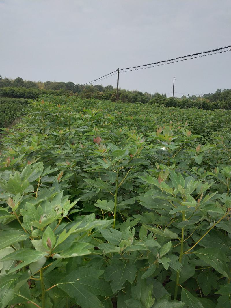 0.4到0.8公分一年生檫木小苗精品檫木