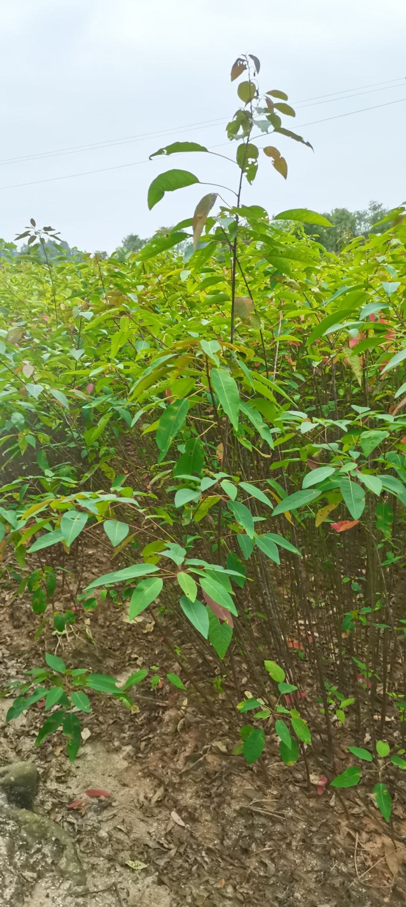 供应乌桕苗，一年生乌桕，1公分乌桕大量供应，一手货源