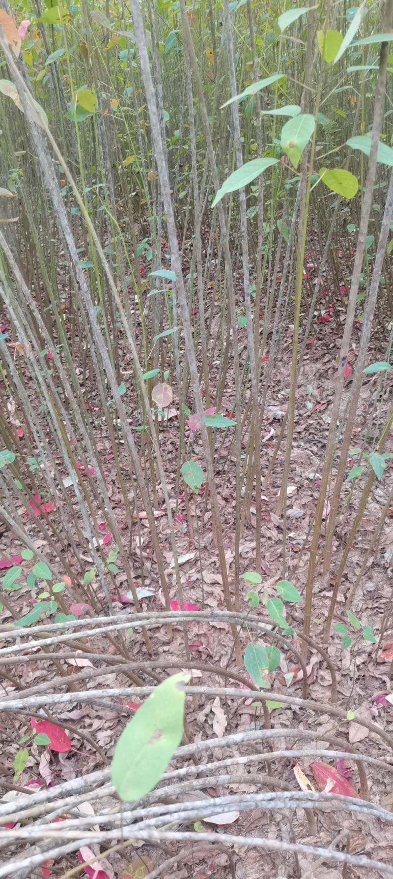 供应乌桕苗，一年生乌桕，1公分乌桕大量供应，一手货源