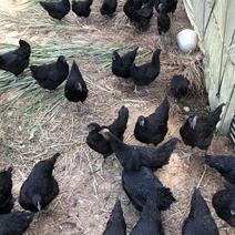 绿壳蛋鸡苗批发，绿壳蛋鸡养殖场，保证质量，尽快发货