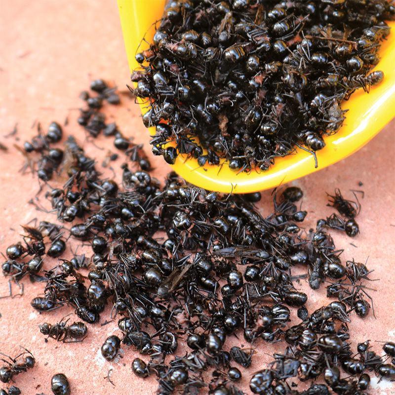 黑蚂蚁东北长白货干杂质少山正宗可泡酒药食两用一斤起