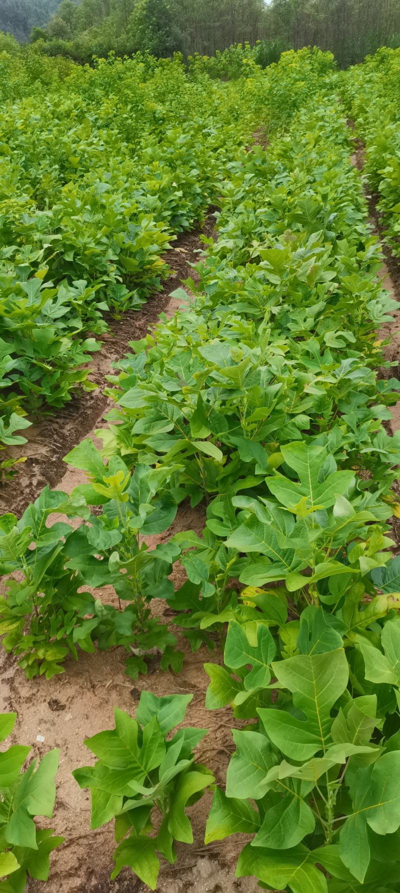 供应马褂木，马褂木小苗，原生苗