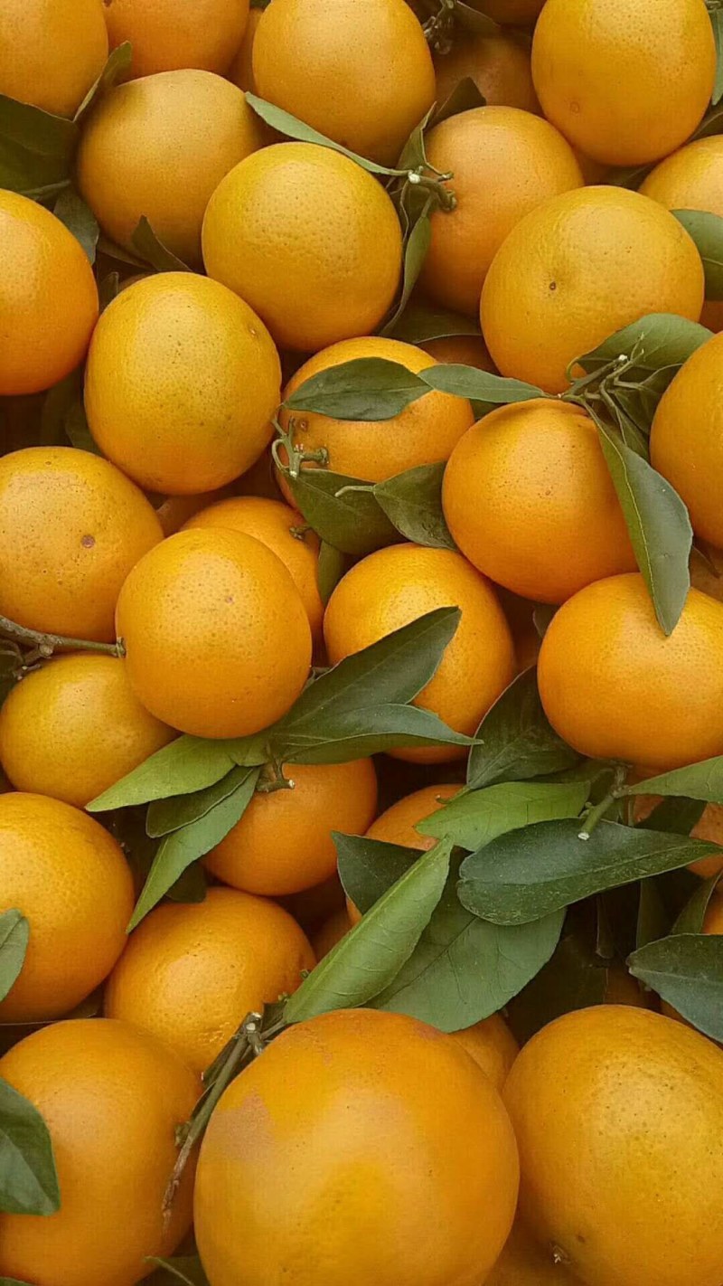 皇帝柑
