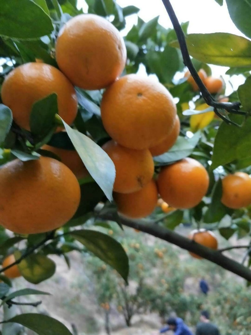 皇帝柑