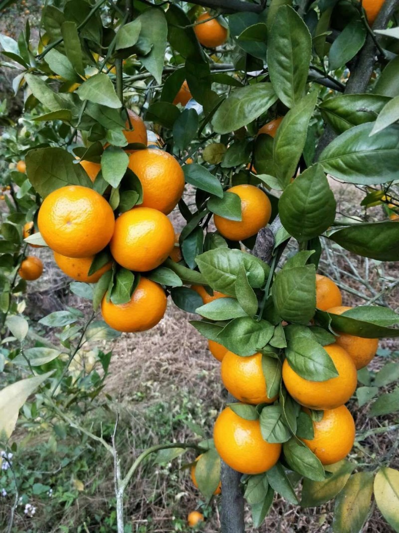 皇帝柑