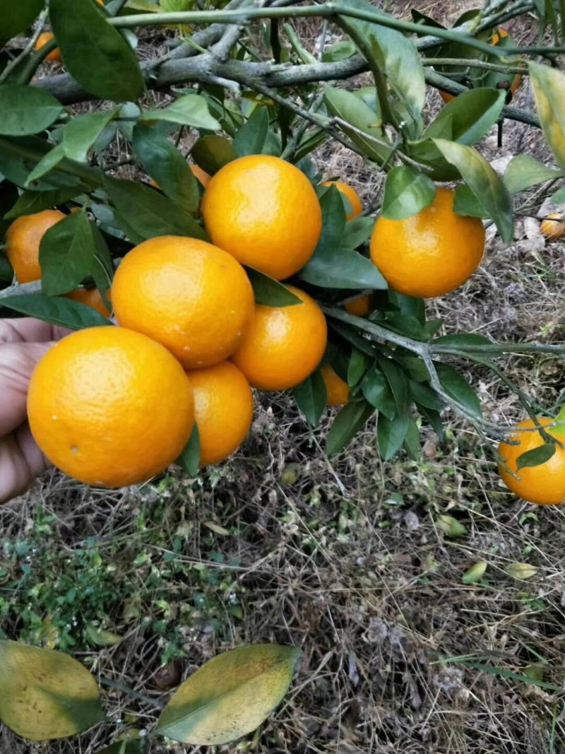 皇帝柑