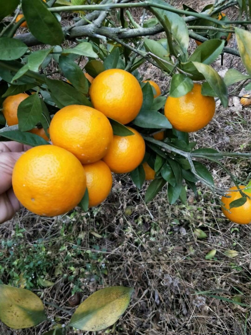 皇帝柑