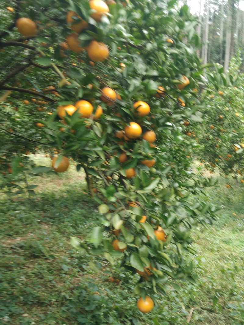 皇帝柑