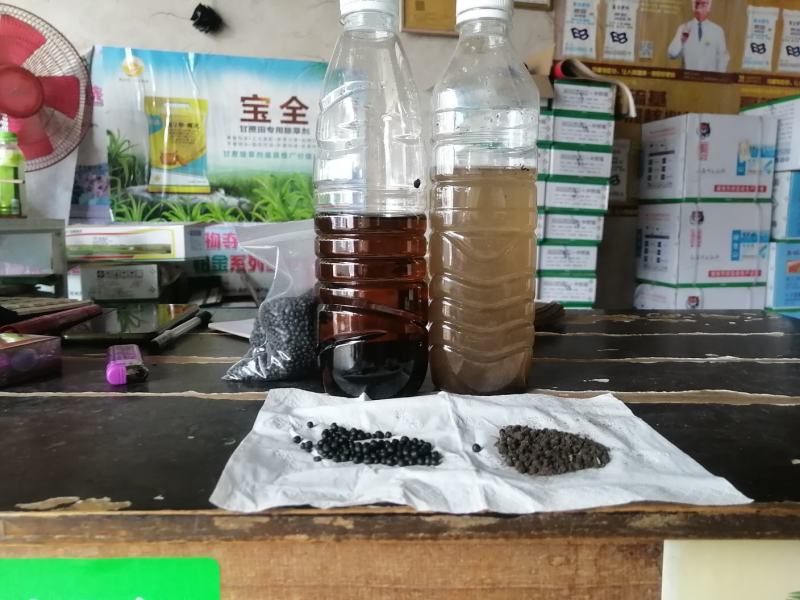 坚果苗，八角苗坚果专用肥，泰国红肉干包菠萝蜜