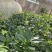 坚果苗，八角苗坚果专用肥，泰国红肉干包菠萝蜜