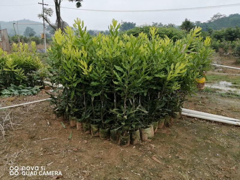 坚果苗，八角苗坚果专用肥，泰国红肉干包菠萝蜜