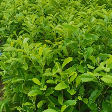 含笑小苗供应，两年生含笑，深山，乐昌大量供应