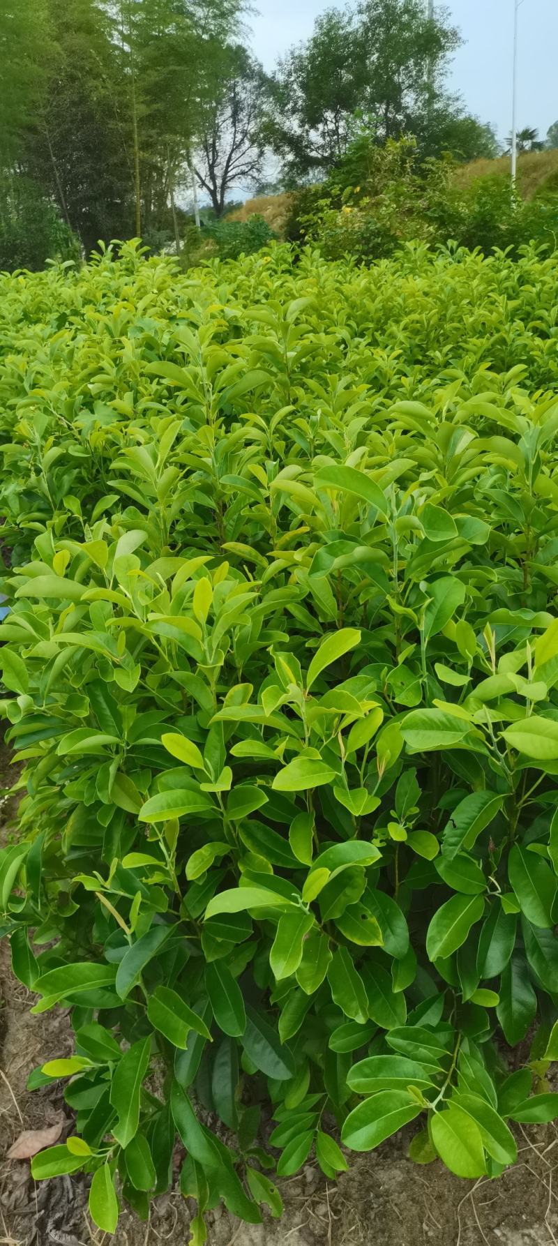 含笑小苗供应，两年生含笑，深山，乐昌大量供应