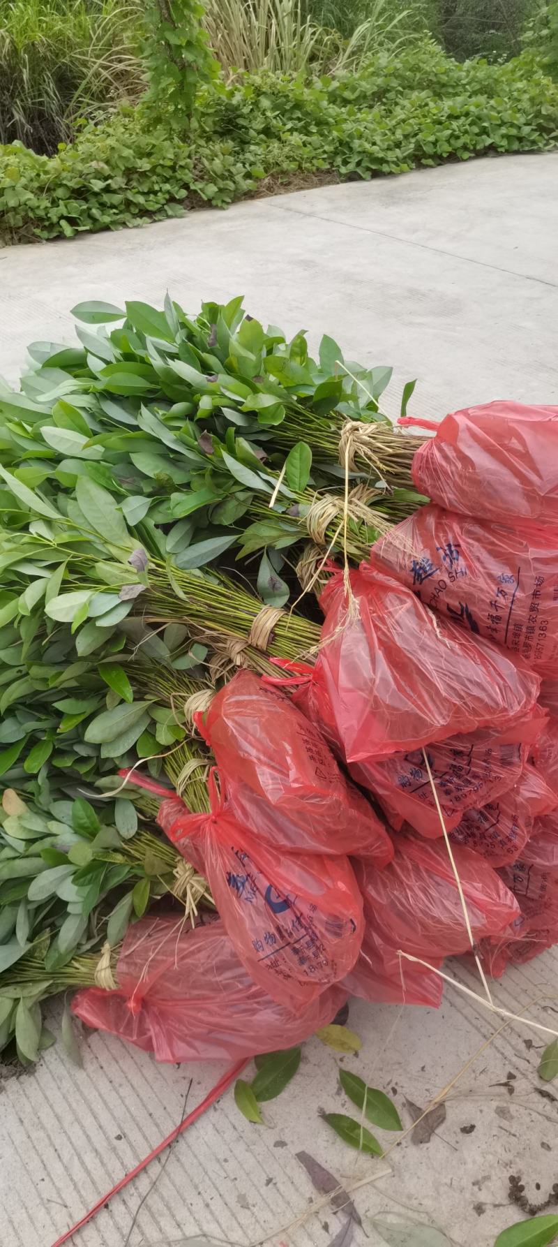 含笑小苗供应，两年生含笑，深山，乐昌大量供应