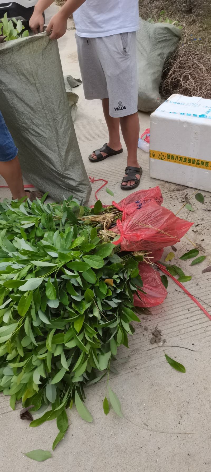 含笑小苗供应，两年生含笑，深山，乐昌大量供应