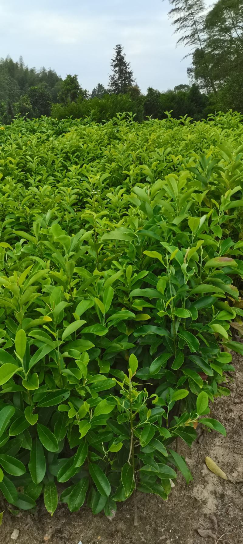 含笑小苗供应，两年生含笑，深山，乐昌大量供应