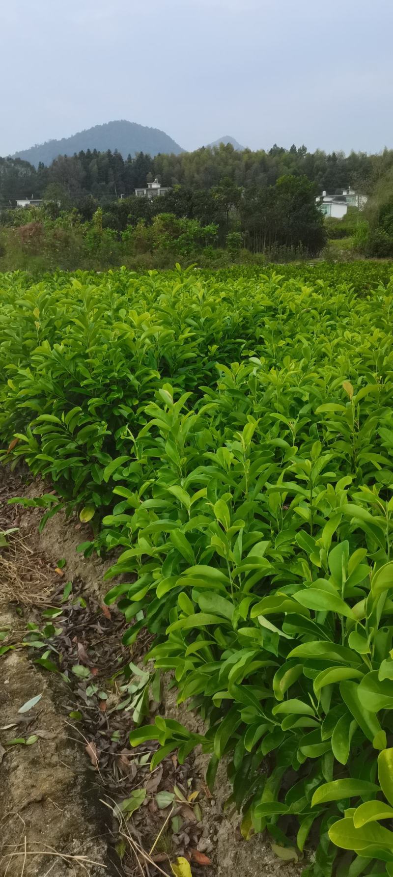 含笑小苗供应，两年生含笑，深山，乐昌大量供应