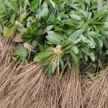 深山含笑小苗供应，基地直销，根系发达，成活率高