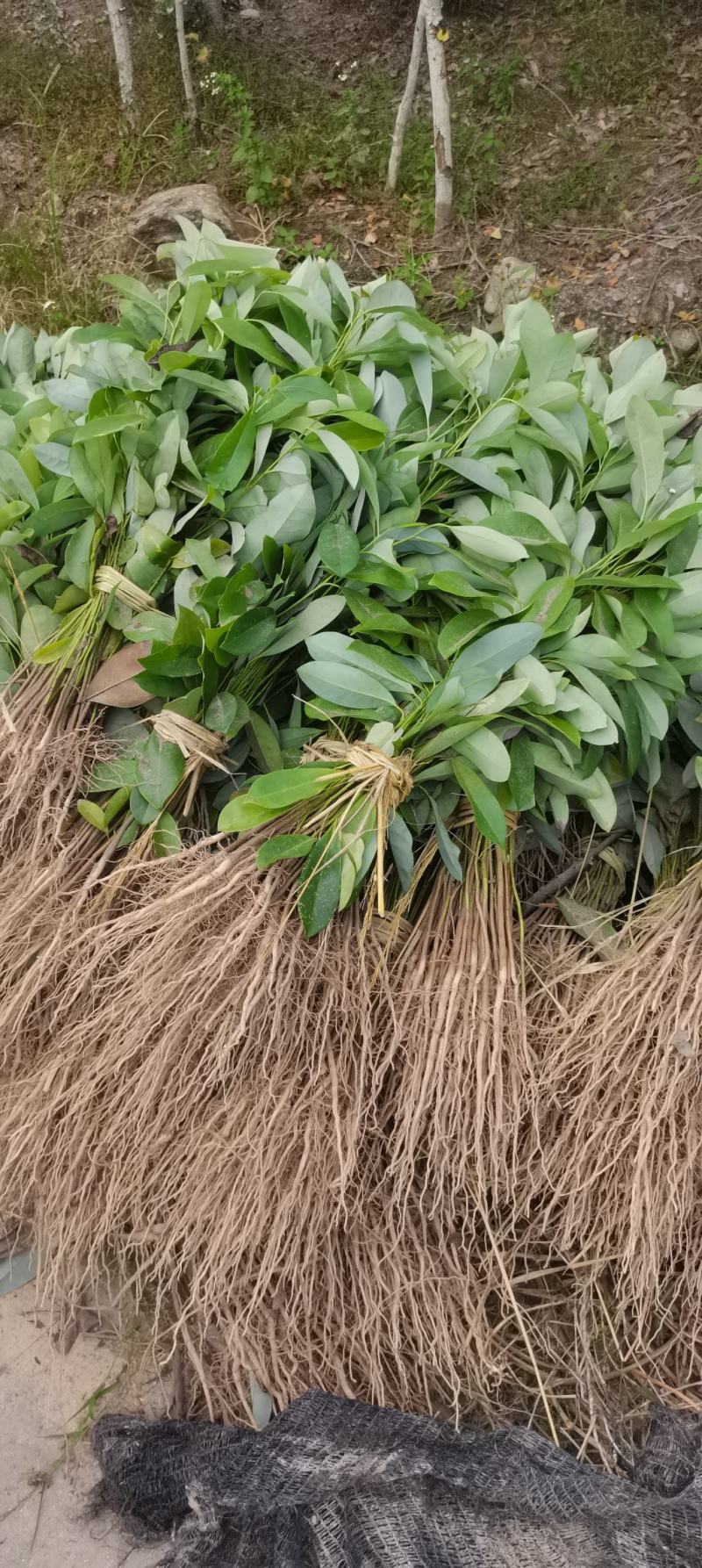 含笑小苗供应，两年生含笑，深山，乐昌大量供应