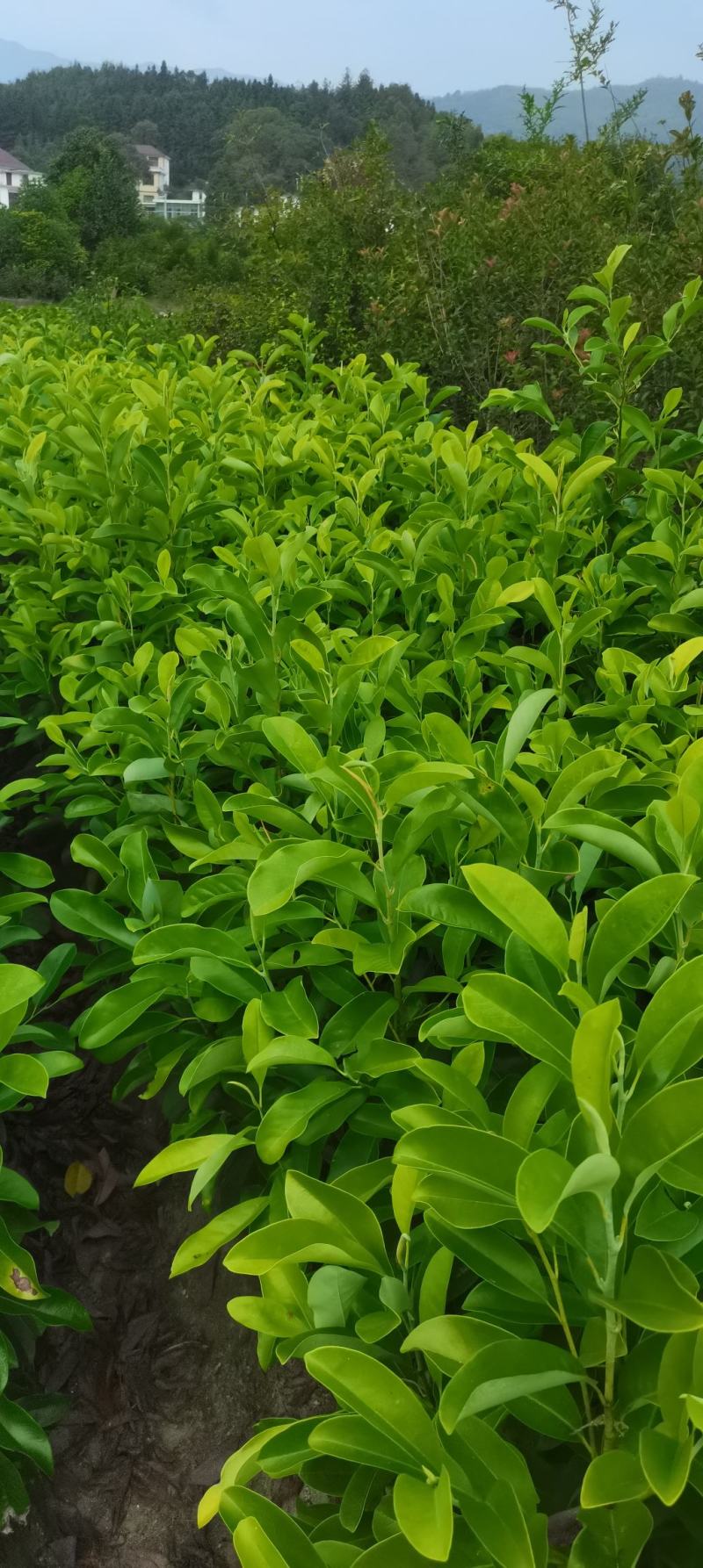 含笑小苗供应，两年生含笑，深山，乐昌大量供应