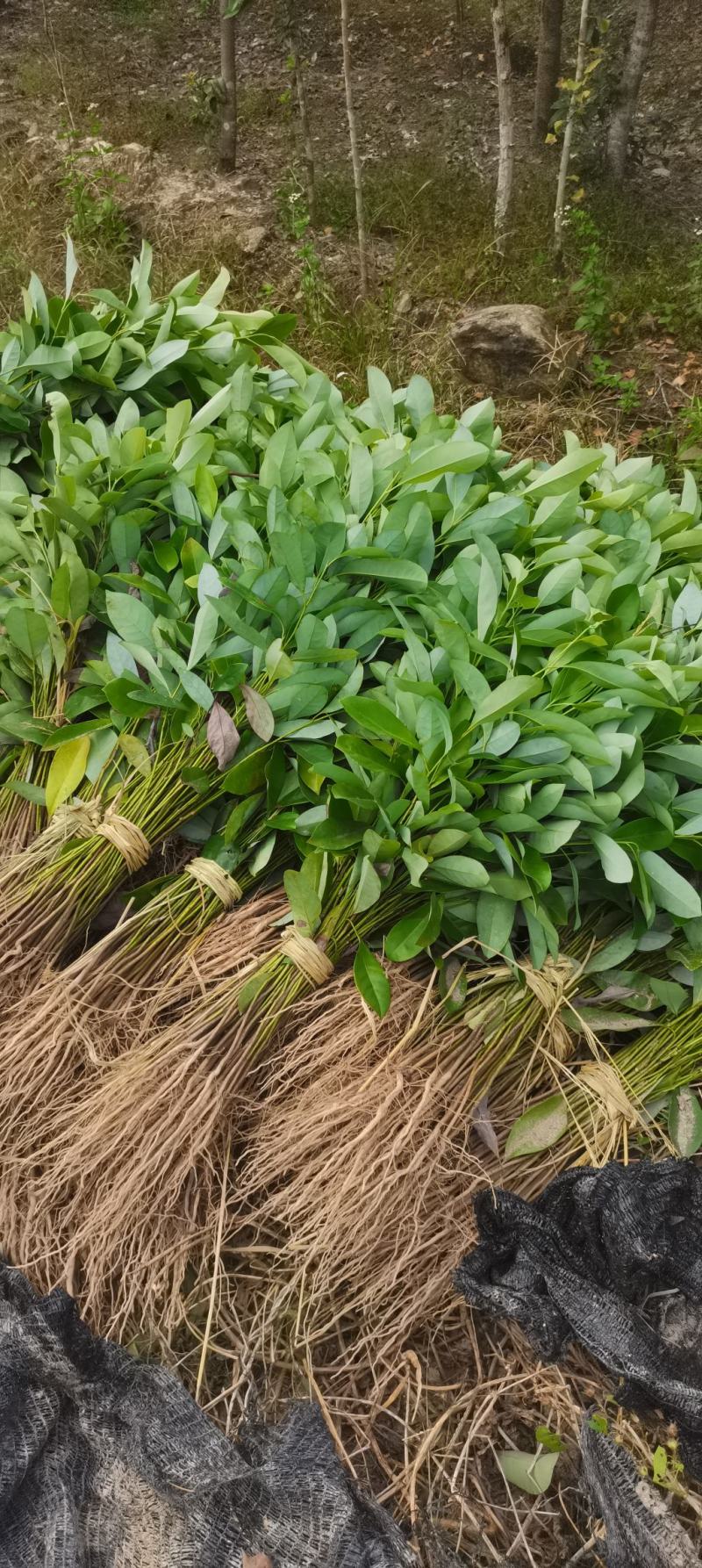 含笑小苗供应，两年生含笑，深山，乐昌大量供应