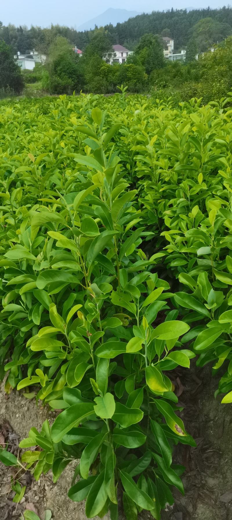 含笑小苗供应，两年生含笑，深山，乐昌大量供应