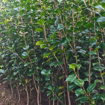 茶花小苗，2-3公分茶花，冠幅50-80公分以上