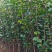 茶花小苗，2-3公分茶花，冠幅50-80公分以上