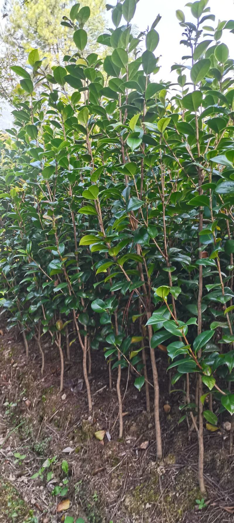 茶花小苗，2-3公分茶花，冠幅50-80公分以上