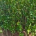 茶花小苗，2-3公分茶花，冠幅50-80公分以上