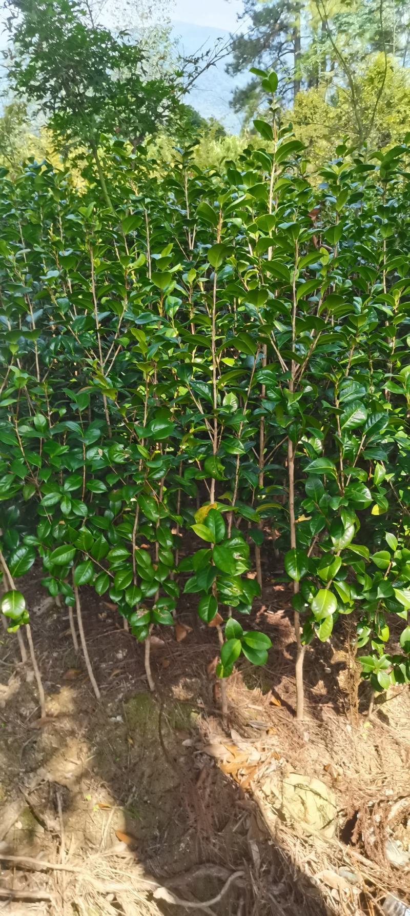 茶花小苗，2-3公分茶花，冠幅50-80公分以上